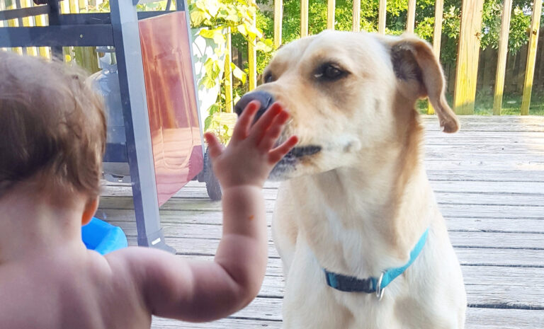 Preparing Pup for Baby